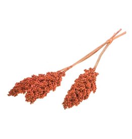 PHALARIS-DYED SPICE